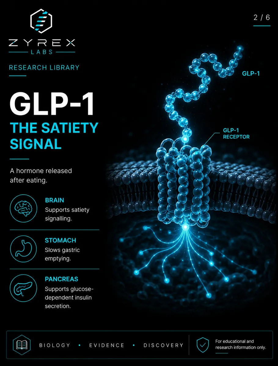 GLP-1 peptide binding its receptor in the cell membrane