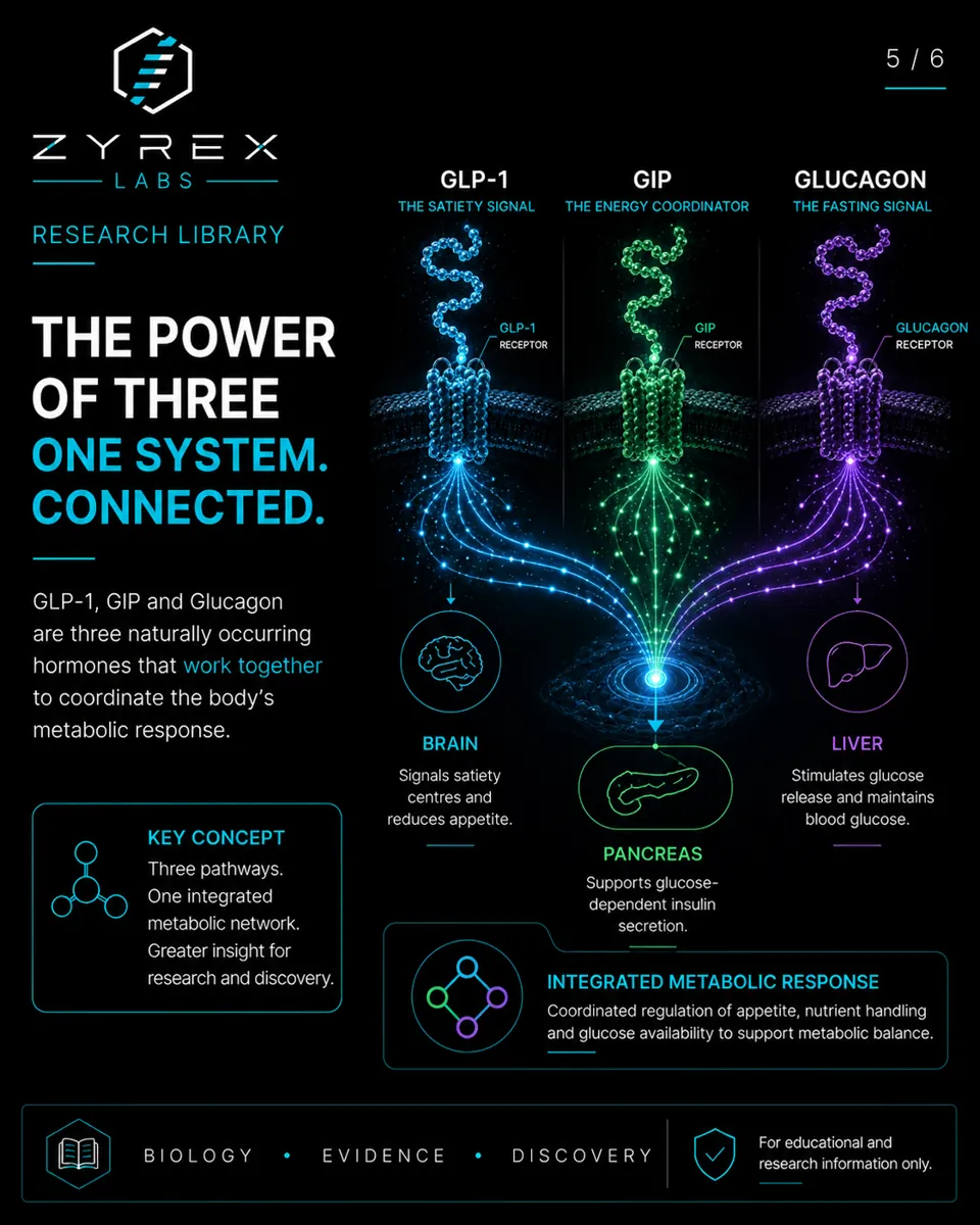 The power of three — one connected metabolic system